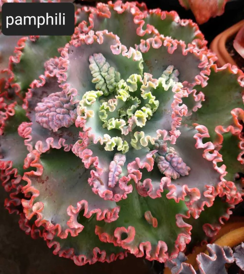 E. gibb pamphile - carunculas - comprar online