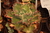 Echeveria gibbiflora Perotion 5A pote 11 - carunculas na internet