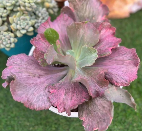 E. gibb pharaoh - carunculas - comprar online