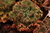 Echeveria gibbiflora quartz 4C pote 11 - Carunculas - SUCULOUCURA DA SEMANA na internet