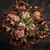 Echeveria gibbiflora red bubbles - carunculas - comprar online