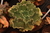Echeveria gibbiflora rubetra 4F pote 8 - comprar online