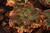 Echeveria gibbiflora Saxicola 1C pote 11 - NOVIDADE na internet