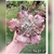 Echeveria Gibbiflora strang 5A pote 11 - carunculas - NOVIDADE na internet