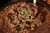 Echeveria gibbiflora suki 1B pote 11 - babados - NOVIDADE na internet