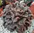 Echeveria Super bowl 1B pote 7 - Nani Suculentas