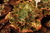 Echeveria Gibbiflora Syrene 5A pote 9 - carunculas - emitindo raízes - NOVIDADE na internet