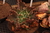 Echeveria gibbiflora Tetrão 3D pote 9 - Coleção Brilho do Sol na internet