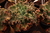 Echeveria gibbiflora Tourmaline 5A - Carúnculas - emitindo raízes na internet