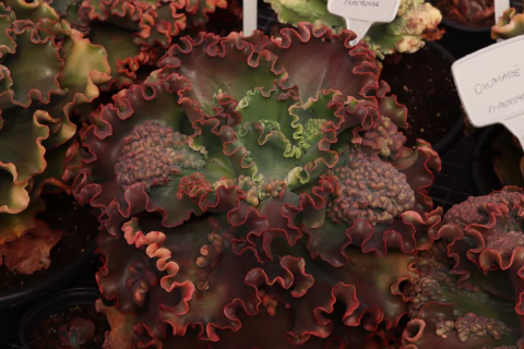 Eheveria gibbiflora Turquoise - carunculas - comprar online