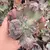 Echeveria gibbiflora walker 5A pote 9 - carunculas - NOVIDADE na internet