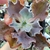 Echeveria gibbiflora zihe 3G/3F pote 9 - carunculas na internet