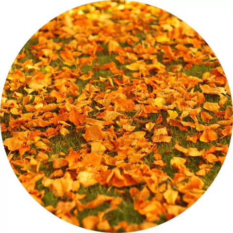 Tapete de Lona Redondo Animais do Bosque Amadeirado Outono 150x150cm