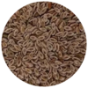 Psyllium Zaragatona