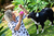 Chemise DOG curta na internet