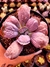 Echeveria Gibiflora Linguas