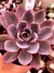 Echeveria Hera