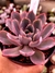 Echeveria Hera na internet