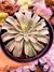 Echeveria Fantastic Fountain