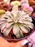 Echeveria Fantastic Fountain - comprar online