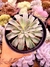 Echeveria Fantastic Fountain na internet
