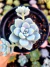 Sedum Clavatum