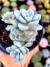 Sedum Clavatum - comprar online