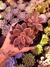 Sedum Bronze - comprar online