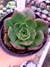 Echeveria Yang Jin