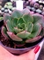 Echeveria Yang Jin na internet
