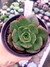 Echeveria Yang Jin - comprar online