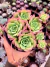 Graptoveria Jadeita - comprar online