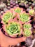 Graptoveria Jadeita - Meu Quintal Suculento