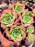 Graptoveria Jadeita