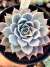 Echeveria Zoonestral