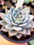 Echeveria Zoonestral - comprar online