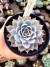 Echeveria Zoonestral na internet