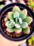 Pachyveria Dr. Cornelius