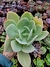 Gibiflora Ecuador na internet