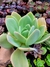 Gibiflora Ecuador - comprar online