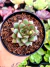 Echeveria Mely na internet