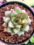 Echeveria Mely