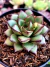 Echeveria Mely - comprar online