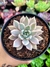 Echeveria Scarlet Variegata na internet