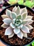 Echeveria Scarlet Variegata