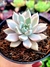 Echeveria Scarlet Variegata - comprar online