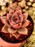 Agavoide Pink Honey - comprar online