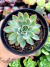 Echeveria Mebina na internet