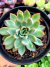 Echeveria Mebina