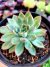 Echeveria Mebina - comprar online